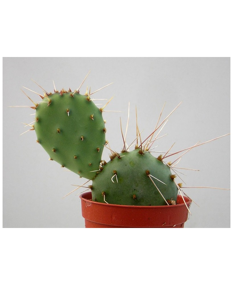Kuentz-cactus  - Opuntia phaeacantha var. camanchica - Pot 10 cm