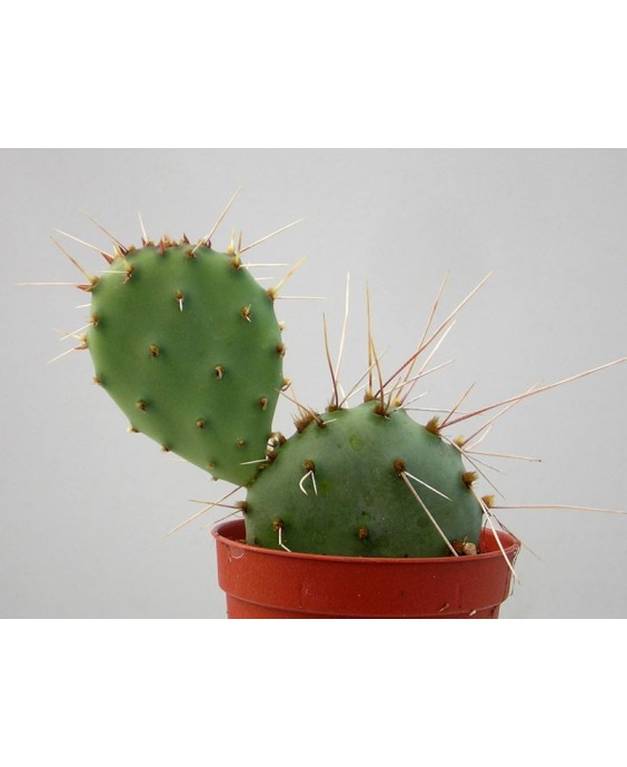 Kuentz-cactus  - Opuntia phaeacantha var. camanchica - Pot 10 cm