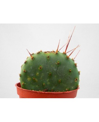 Kuentz-cactus  - Opuntia phaeacantha 'Paucispina' - Pot 10 cm