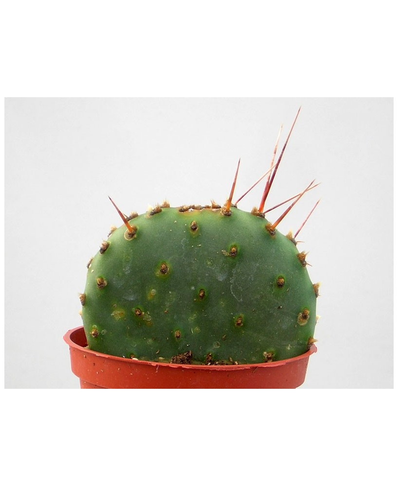 Kuentz-cactus  - Opuntia phaeacantha 'Paucispina' - Pot 10 cm