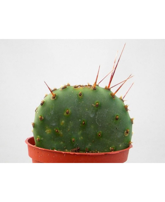 Kuentz-cactus  - Opuntia phaeacantha 'Paucispina' - Pot 10 cm