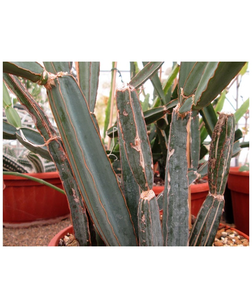 Kuentz-cactus  - Cissus quadrangularis - Pot  8 cm