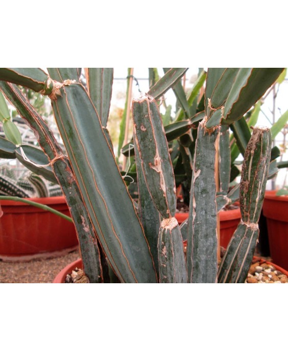 Kuentz-cactus  - Cissus quadrangularis - Pot  8 cm