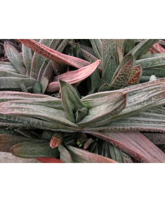Kuentz-cactus  - Gasteria 'Hummel's Silver' - Pot  6 cm