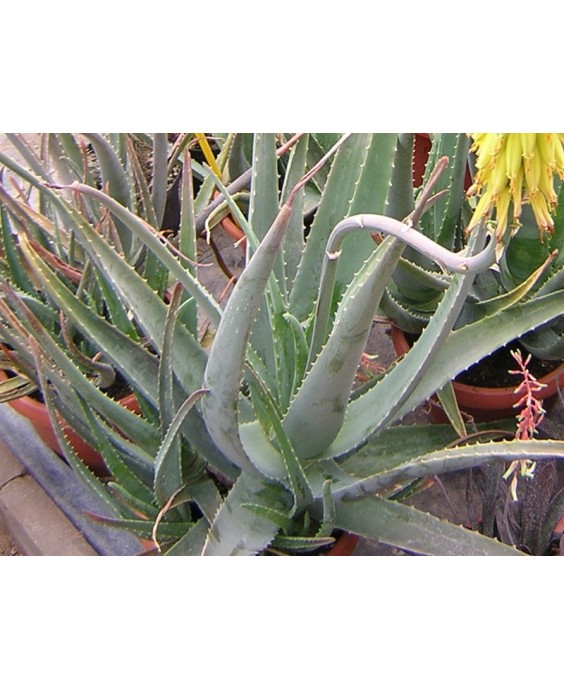 Kuentz-cactus  - Aloe vera - Pot 16 cm H 30-35 cm