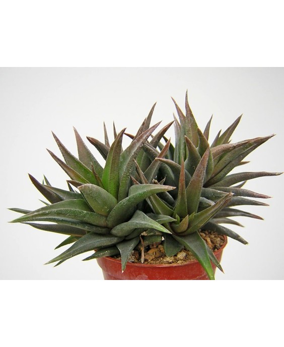 Kuentz-cactus  - Haworthia glabrata x viscosa - Pot 10 cm