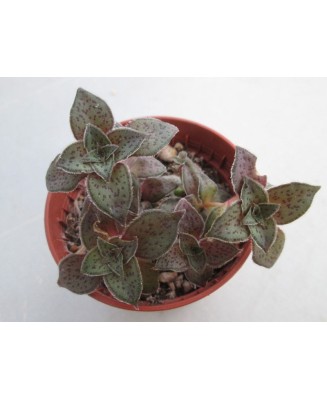 Kuentz-cactus  - Crassula exilis ssp.picturata - Pot  5 cm