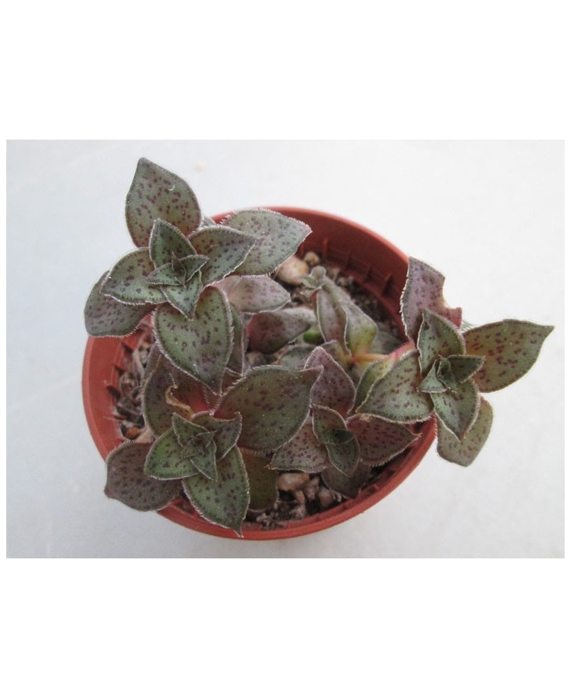 Kuentz-cactus  - Crassula exilis ssp.picturata - Pot  5 cm