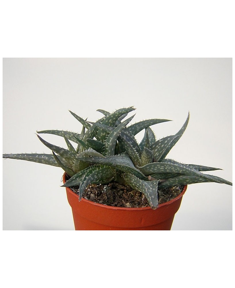 Kuentz-cactus  - Aloe 'Winter Sky' - Pot  6 cm