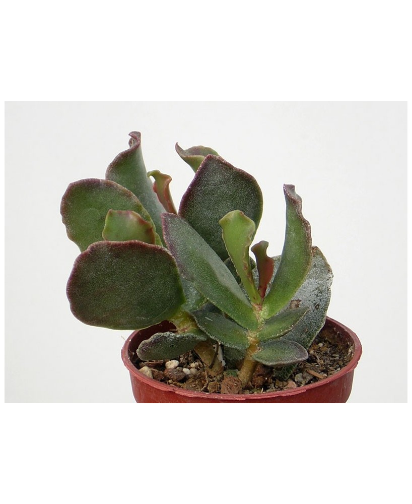 Kuentz-cactus  - Adromischus sphenophyllus - Pot  5 cm