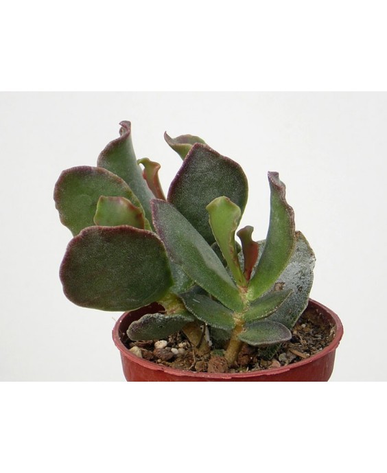 Kuentz-cactus  - Adromischus sphenophyllus - Pot  5 cm