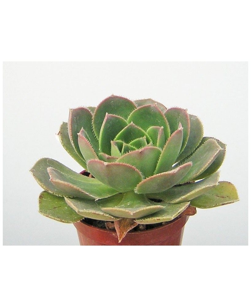 Kuentz-cactus  - Aeonium davidbramwellii - Pot  8 cm