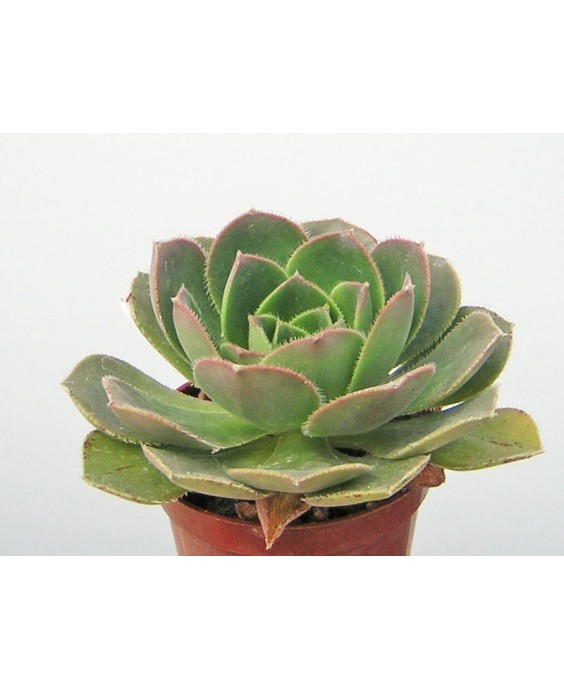 Kuentz-cactus  - Aeonium davidbramwellii - Pot  8 cm