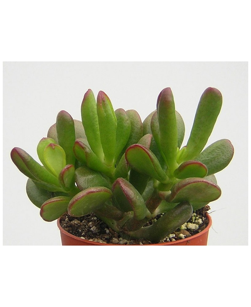 Kuentz-cactus  - Crassula ovata 'Hobbit' - Pot  6 cm