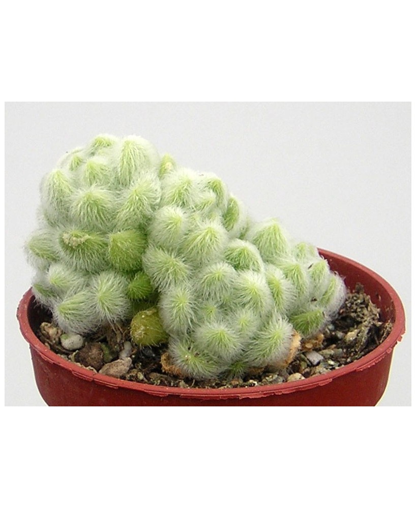 Kuentz-cactus  - Sedum mocinianum - Pot  5 cm