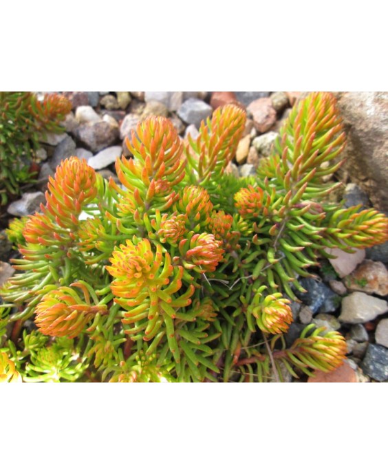 Kuentz-cactus  - Sedum rupestre 'Angelina' - Pot  6 cm