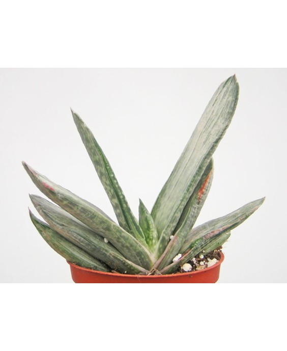 Kuentz-cactus  - Gasteria 'Gracilis Variegata' - Pot  6 cm