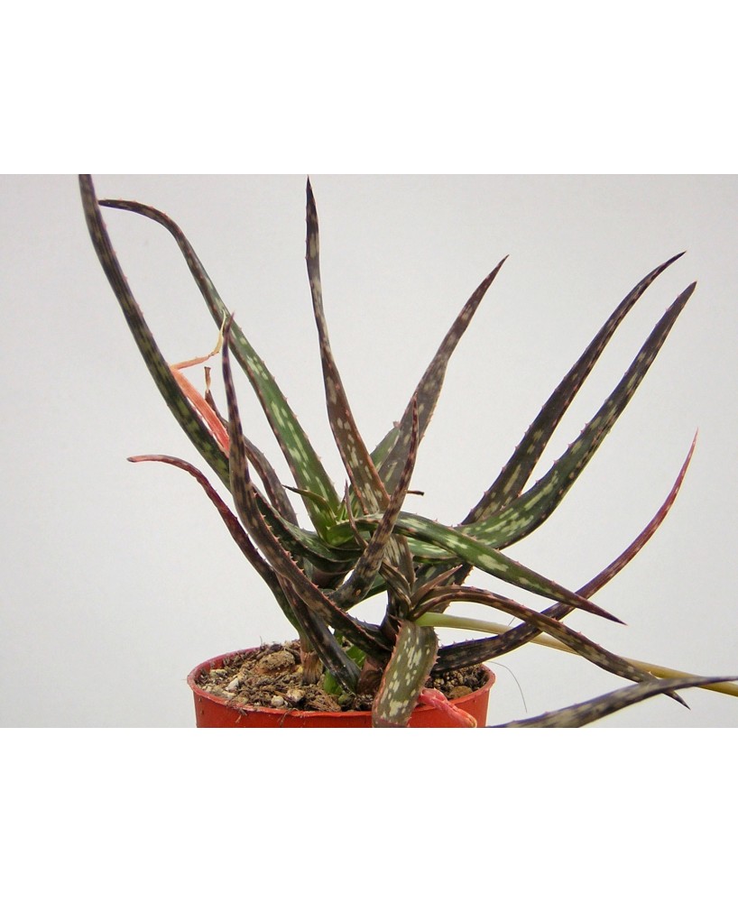 Kuentz-cactus  - Aloe bakeri - Pot  6 cm
