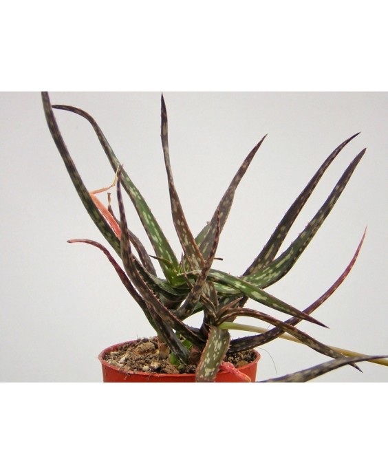 Kuentz-cactus  - Aloe bakeri - Pot  6 cm