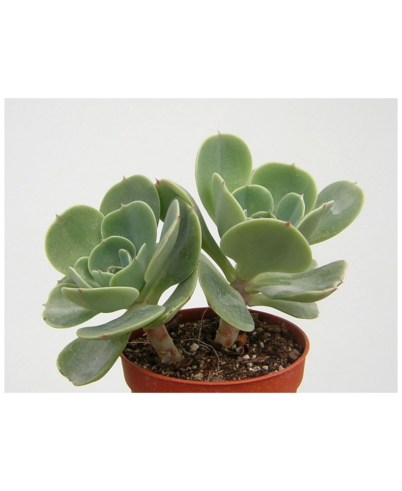 Kuentz-cactus  - Echeveria 'Esmeralda' - Pot 10 cm