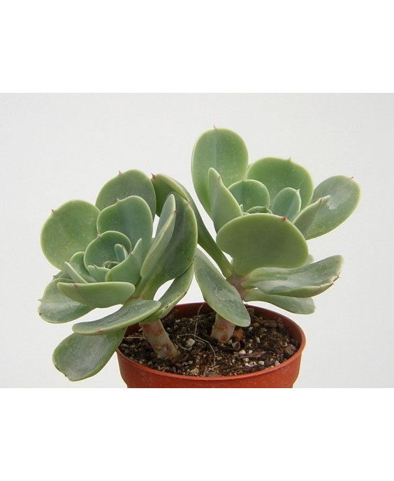 Kuentz-cactus  - Echeveria 'Esmeralda' - Pot 10 cm