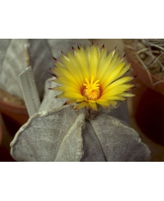 Kuentz-cactus  - Astrophytum coahuilense - Pot 10 cm