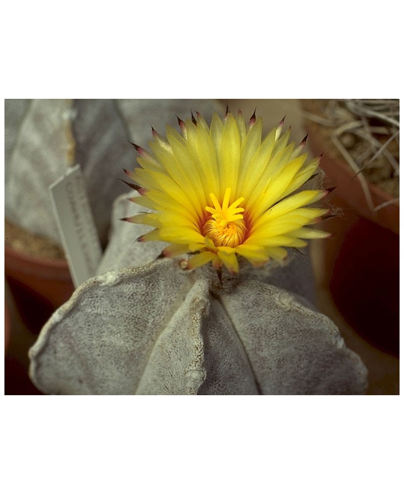 Kuentz-cactus  - Astrophytum coahuilense - Pot 10 cm