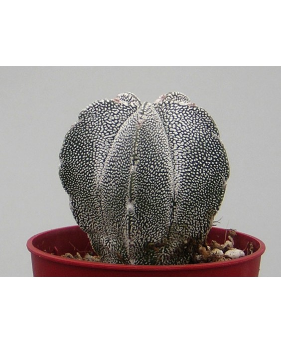Kuentz-cactus  - Astrophytum myriostigma  'Onzuka' - Pot  5 cm