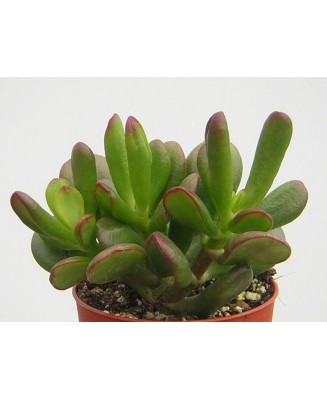 Kuentz-cactus  - Crassula ovata 'Hobbit' - Pot  8 cm