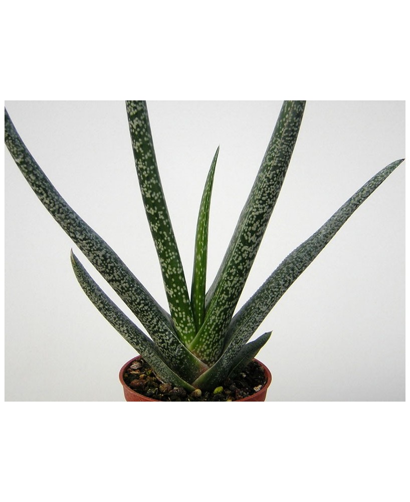 Kuentz-cactus  - Gasteria bicolor - Pot 12 cm