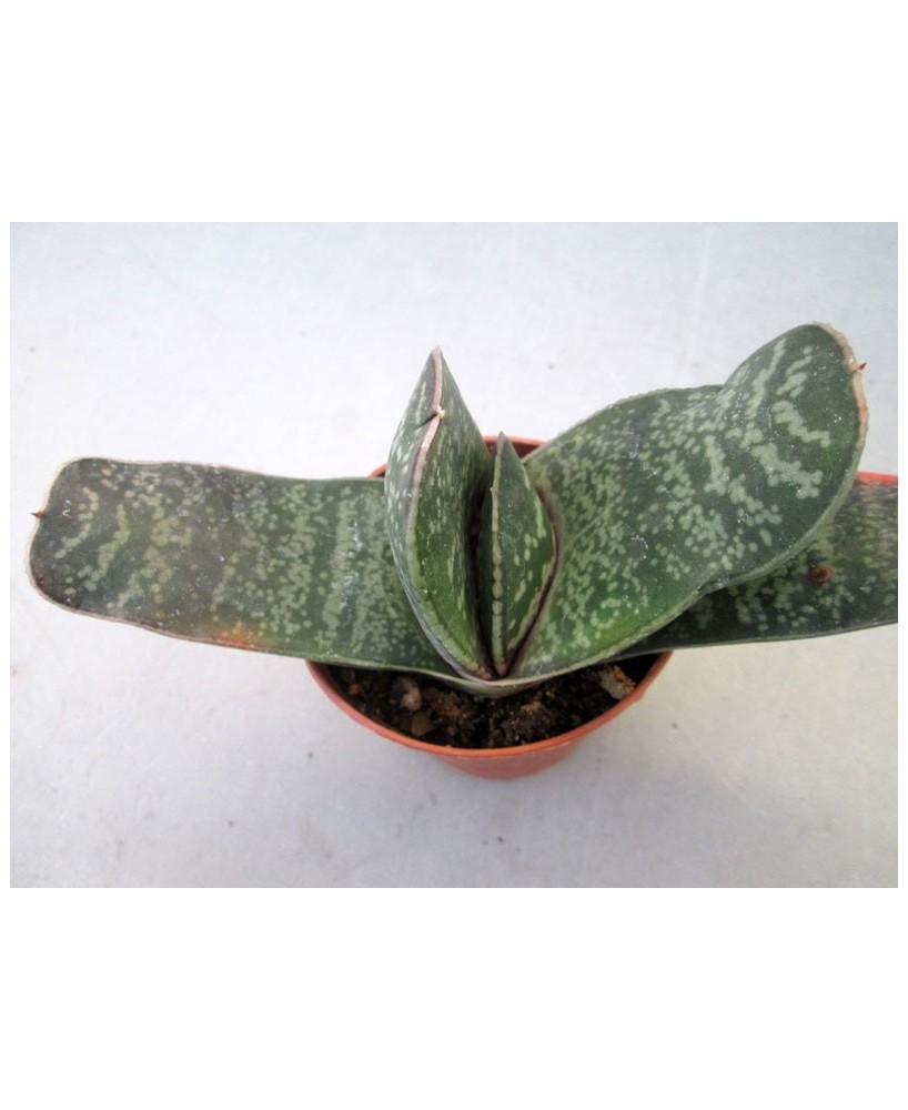 Kuentz-cactus  - Gasteria excelsa - Pot  6 cm