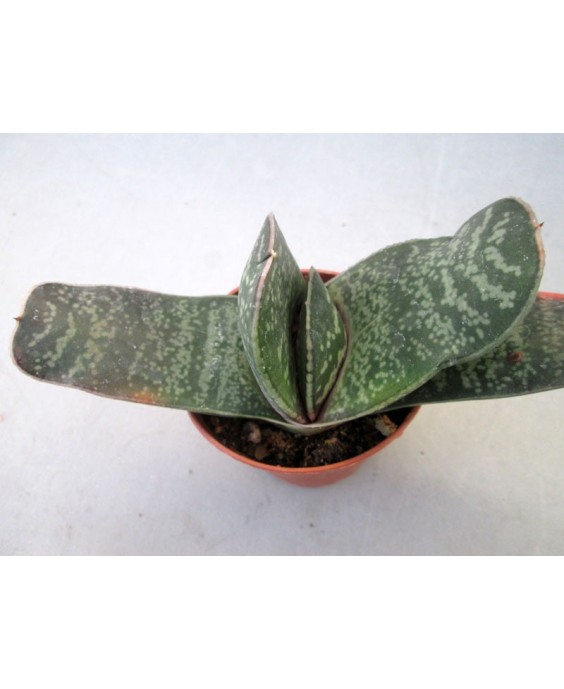 Kuentz-cactus  - Gasteria excelsa - Pot  6 cm