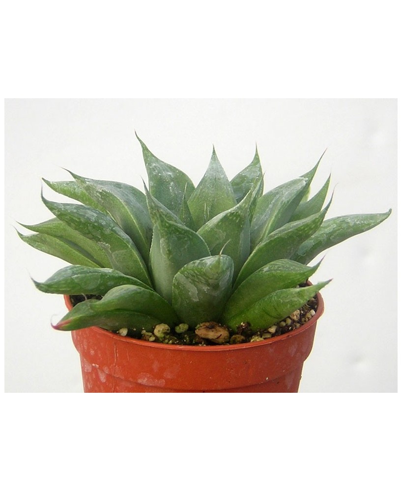 Kuentz-cactus  - Haworthia retusa forme geraldii - Pot  6 cm