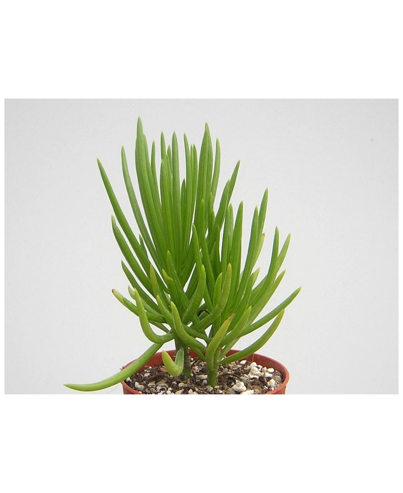 Kuentz-cactus  - Senecio barbertonicus - Pot  6 cm