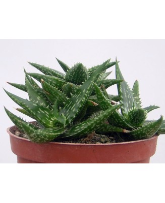 Kuentz-cactus  - Aloe jucunda - Pot  6 cm