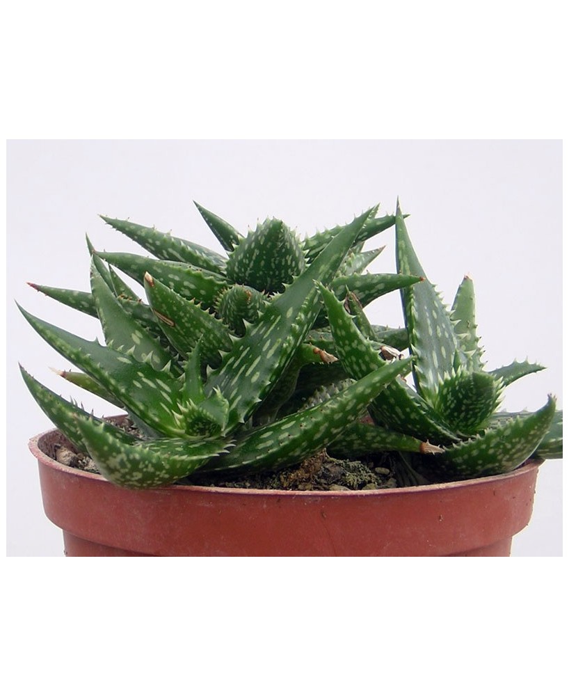 Kuentz-cactus  - Aloe jucunda - Pot  6 cm