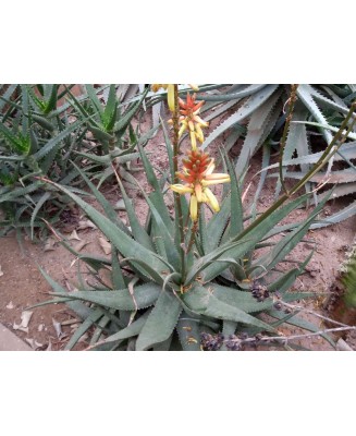 Kuentz-cactus  - Aloe lutescens  (Aloe cryptopoda var. lutescens) - Pot 10 cm