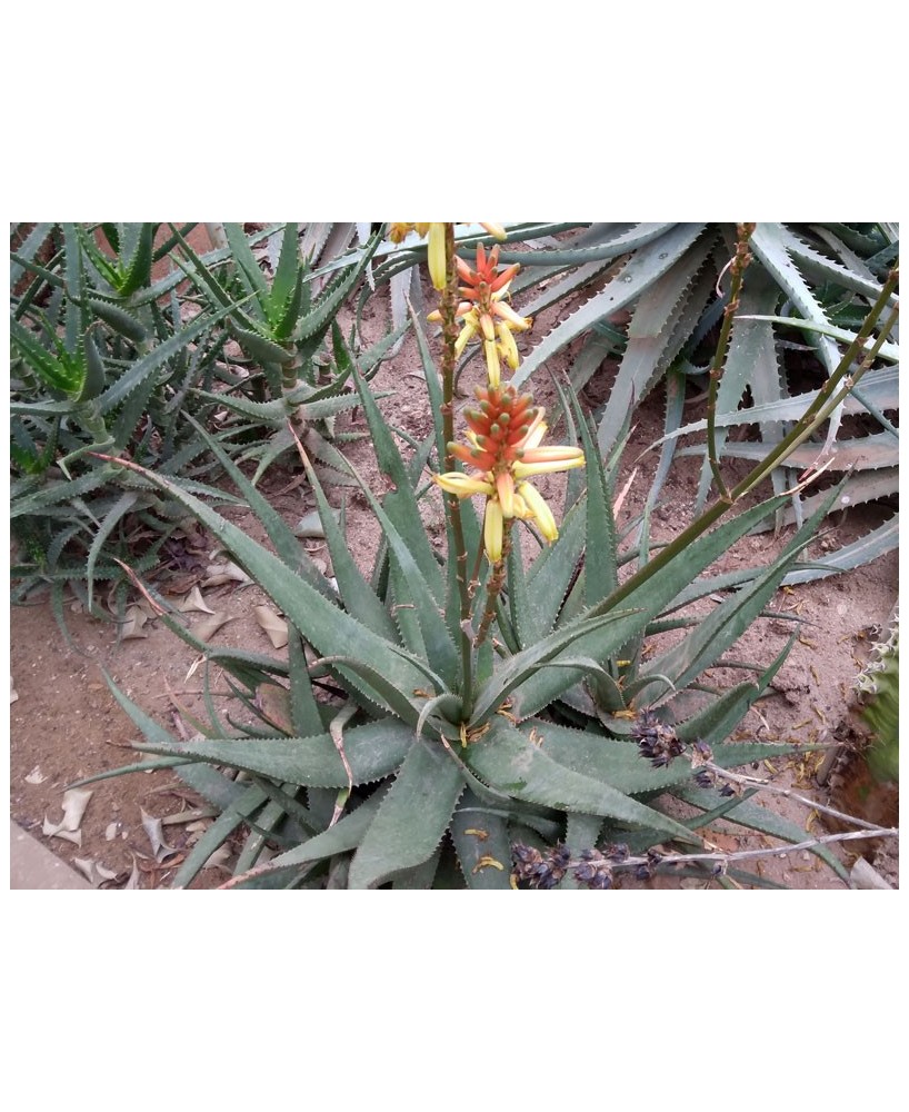 Kuentz-cactus  - Aloe lutescens  (Aloe cryptopoda var. lutescens) - Pot 10 cm