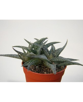 Kuentz-cactus  - Aloe 'Winter Sky' - Pot  5 cm