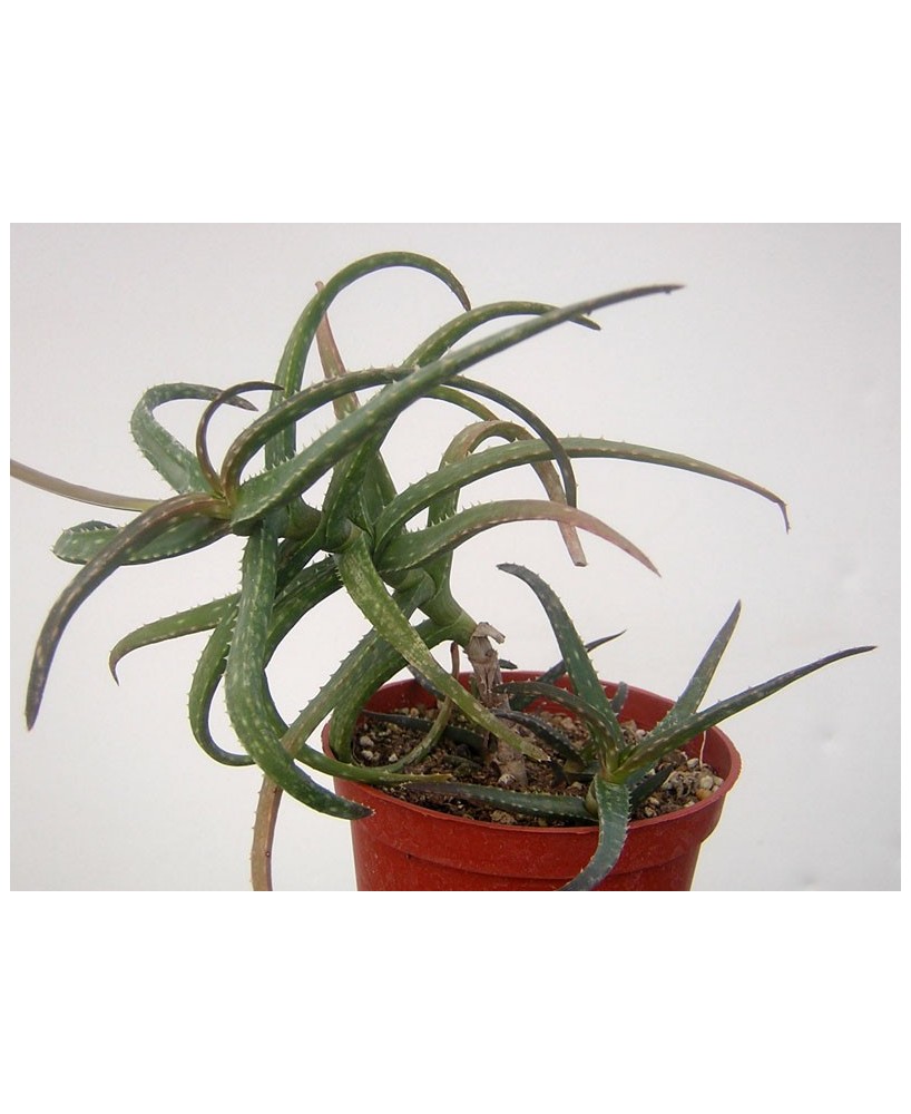 Kuentz-cactus  - Aloe sp. (ex ankaborensis) - Pot 10 cm