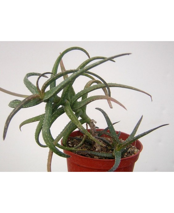 Kuentz-cactus  - Aloe sp. (ex ankaborensis) - Pot 10 cm