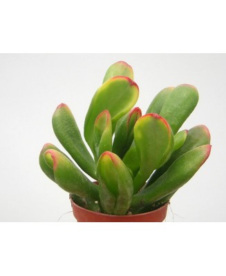 Kuentz-cactus  - Crassula ovata 'Red Horn Tree' - Pot  6 cm
