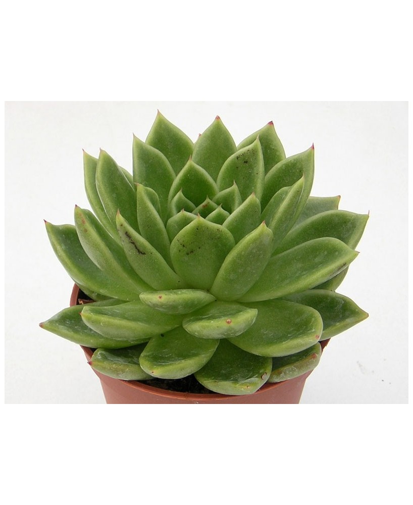 Kuentz-cactus  - Echeveria x gilva 'Gilva' - Pot  6 cm