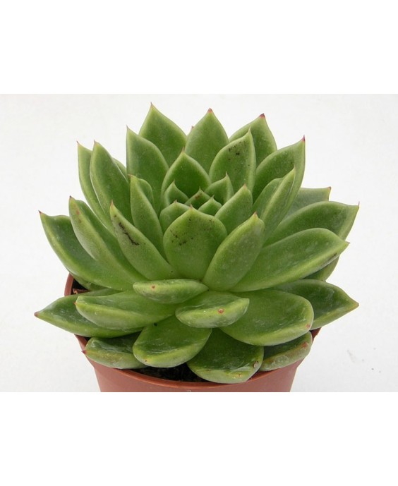 Kuentz-cactus  - Echeveria x gilva 'Gilva' - Pot  6 cm