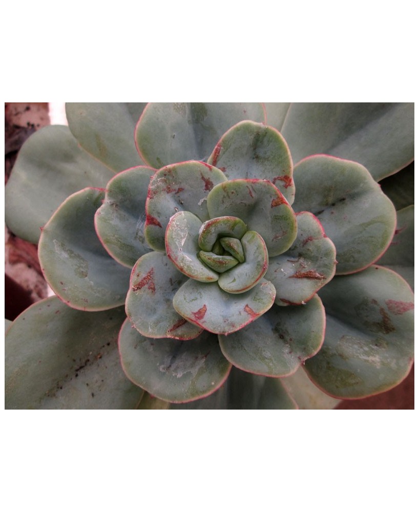 Kuentz-cactus  - Echeveria 'Nubia' - Pot 10 cm