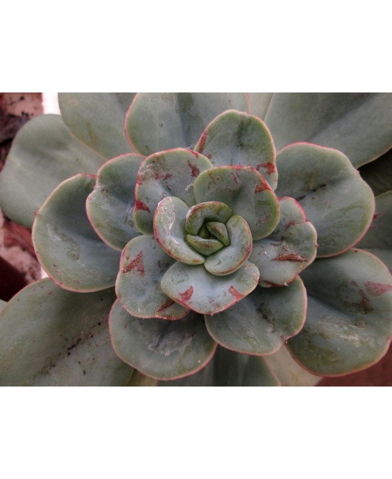 Kuentz-cactus  - Echeveria 'Nubia' - Pot 10 cm