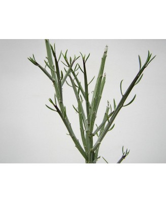 Kuentz-cactus  - Senecio madagascariensis - Pot 10 cm