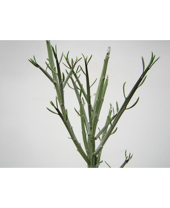 Kuentz-cactus  - Senecio madagascariensis - Pot 10 cm