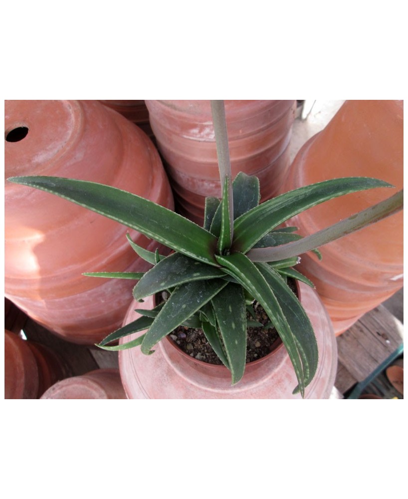 Kuentz-cactus  - Aloe 'Lysa' - Pot 10 cm
