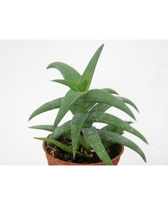 Kuentz-cactus  - Aloe 'Tyson' - Pot  6 cm